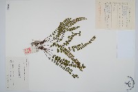 藏品(三翅鐵角蕨)的圖片