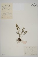 藏品(相似鐵角蕨)的圖片