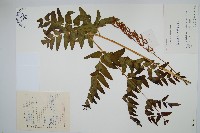 藏品(紫萁)的圖片