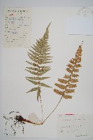 藏品(馬祖耳蕨)的圖片