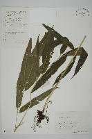 藏品(日本鳳丫蕨)的圖片