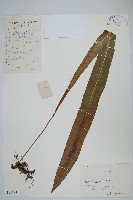 藏品(大星蕨)的圖片