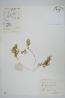 藏品(姬卷柏)的圖片