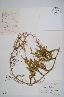 藏品(石松)的圖片