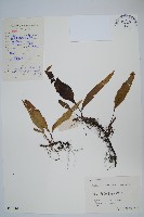 藏品(粵瓦葦)的圖片