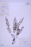 藏品(俄氏鐵角蕨)的圖片