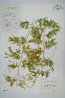 藏品(翠雲草、藍草)的圖片