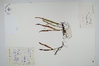 藏品(遠葉瓦葦)的圖片