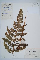 藏品(闊鱗鱗毛蕨)的圖片