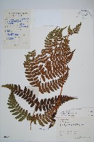 藏品(黑足鱗毛蕨)的圖片