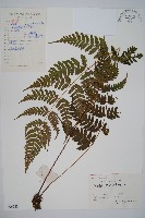 藏品(長葉鱗毛蕨)的圖片