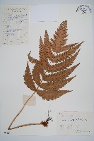 藏品(日本狗脊蕨)的圖片