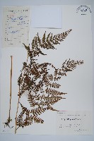 藏品(大金星蕨)的圖片