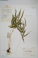 藏品(鳳尾蕨)的圖片