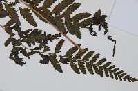 藏品(華中蹄蓋蕨)的圖片