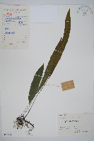 藏品(單葉雙蓋蕨)的圖片