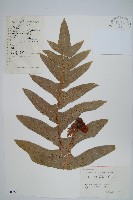 藏品(槲蕨)的圖片