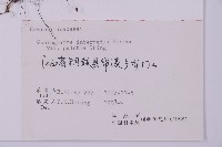 藏品(美羽鳳丫蕨)的圖片