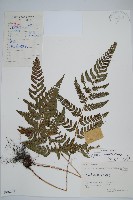 藏品(假異鱗毛蕨)的圖片