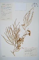 藏品(藤石松)的圖片