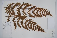 藏品(貞蕨)的圖片