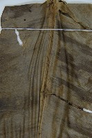 藏品(臺灣山蘇花)的圖片