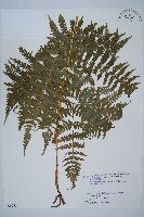 藏品(東北角蕨)的圖片