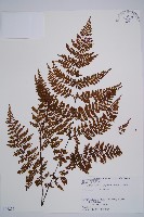 藏品(亮毛蕨)的圖片