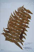 藏品(綿馬鱗毛蕨)的圖片