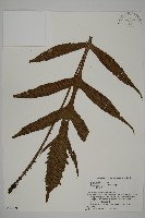 藏品(翅柄三叉蕨)的圖片