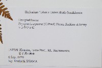 藏品(廣布鱗毛蕨)的圖片