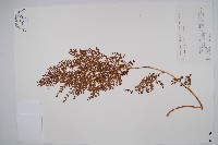 藏品(烏蕨)的圖片