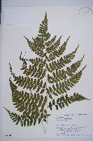 藏品(坡生蹄蓋蕨)的圖片