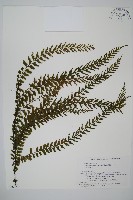 藏品(瓶蕨)的圖片