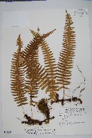 藏品(假毛柄水龍骨)的圖片