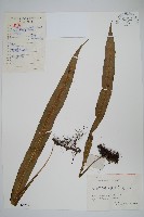 藏品(大星蕨)的圖片