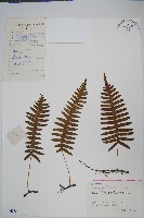 藏品(日本水龍骨)的圖片