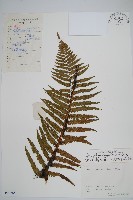 藏品(黃山鱗毛蕨)的圖片