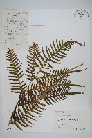 藏品(溪鳳尾蕨)的圖片