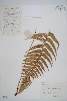 藏品(馬祖耳蕨)的圖片