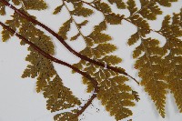 藏品(碗蕨)的圖片