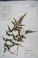 藏品(天草鳳尾蕨)的圖片