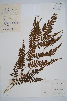 藏品(華中介蕨)的圖片