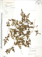 藏品(海金沙)的圖片