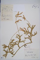 藏品(石松)的圖片