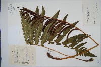 藏品(東方莢果蕨)的圖片
