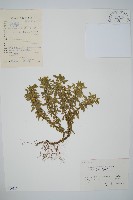 藏品(蛇足石杉、千層塔)的圖片