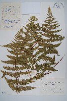 藏品(紫柄蕨)的圖片