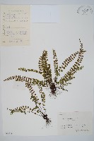 藏品(鐵角蕨)的圖片