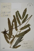 藏品(日本鳳丫蕨)的圖片